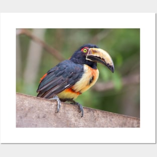 Collared aracari photography Posters and Art